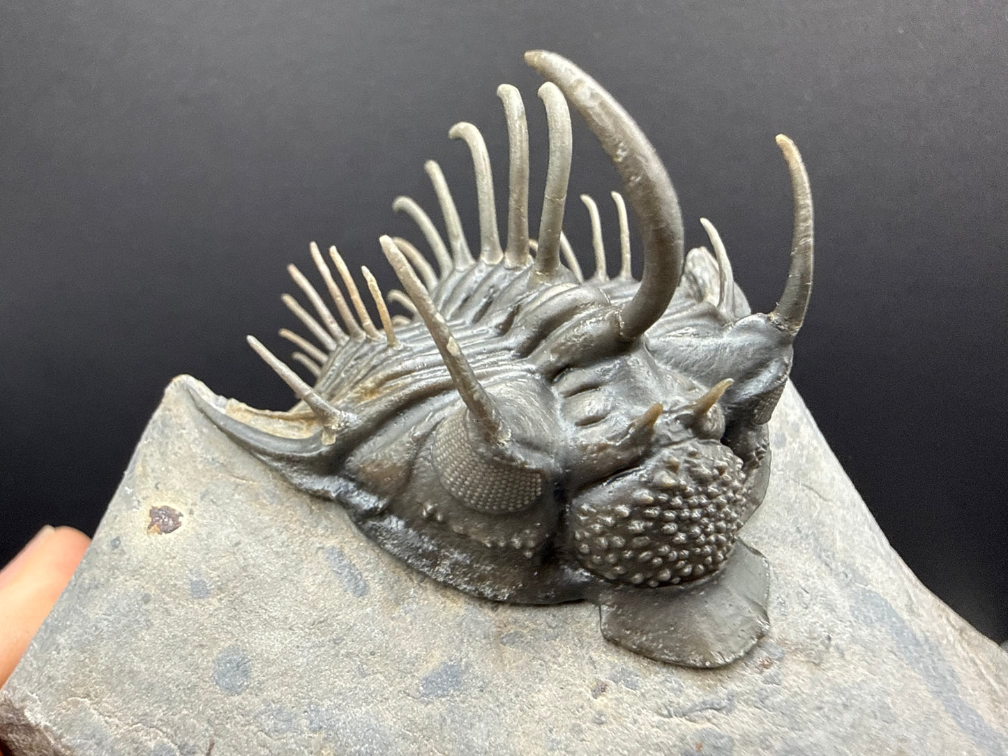 Comura Trilobite