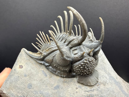 Comura Trilobite