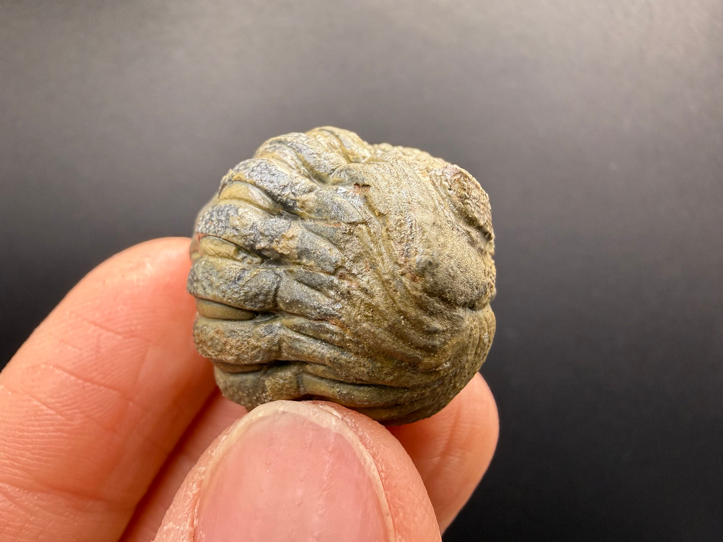Enrolled Moroccops Trilobite