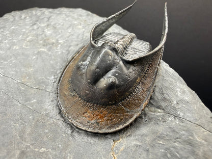Harpes Trilobite