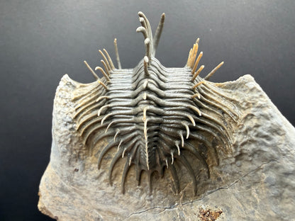 Comura Trilobite