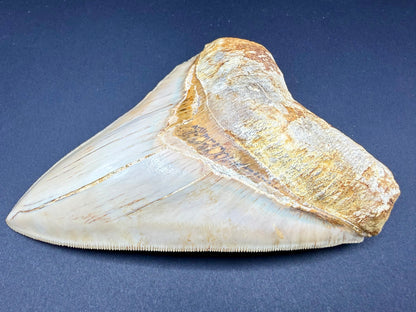 Megalodon Tooth