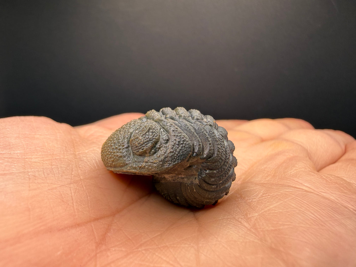 Enrolled Moroccops Trilobite
