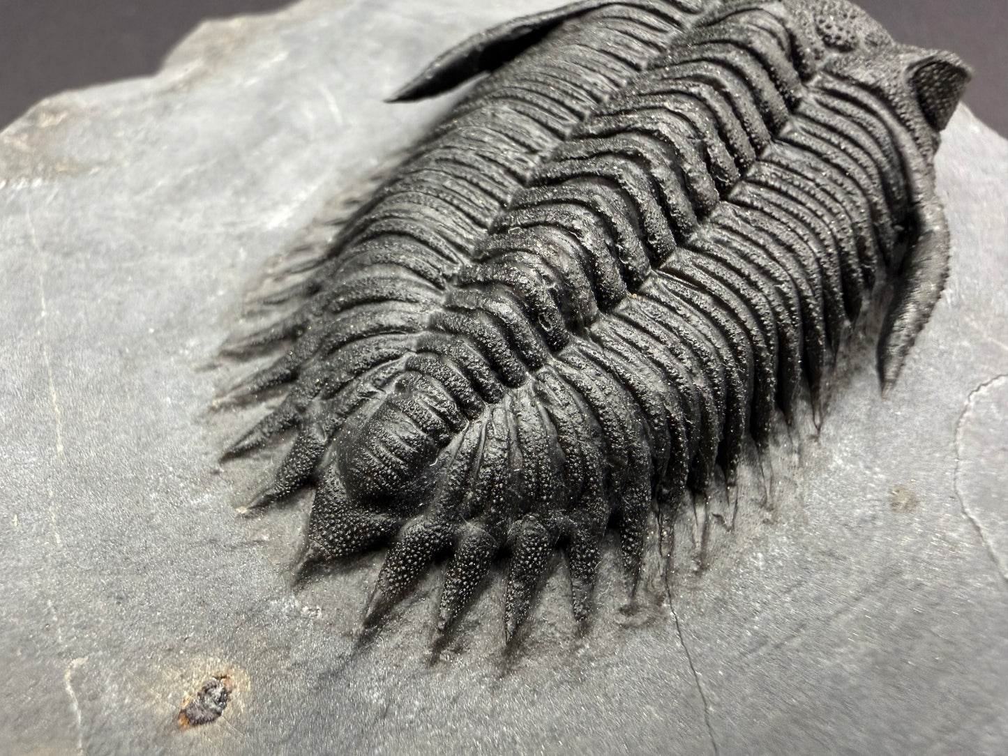 Metacanthina Trilobite