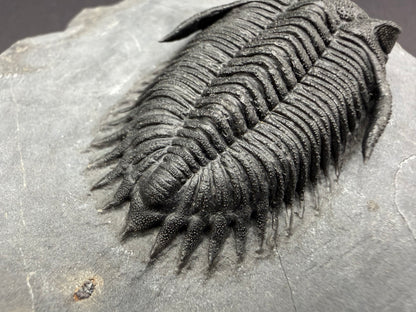 Metacanthina Trilobite