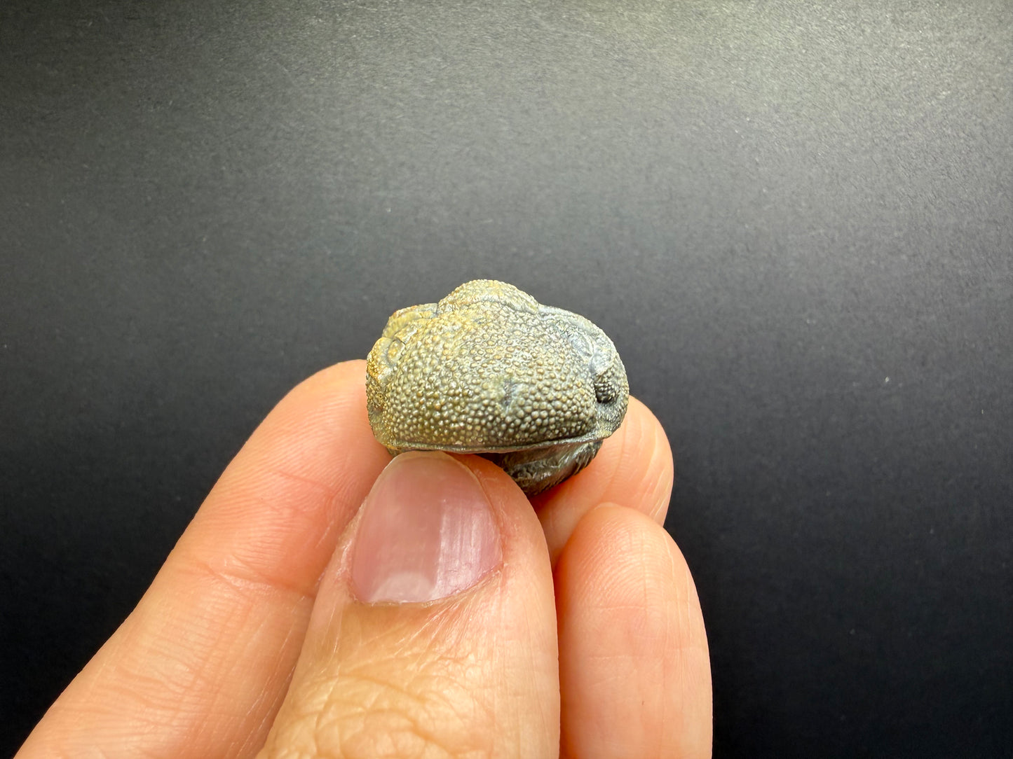 Enrolled Moroccops Trilobite