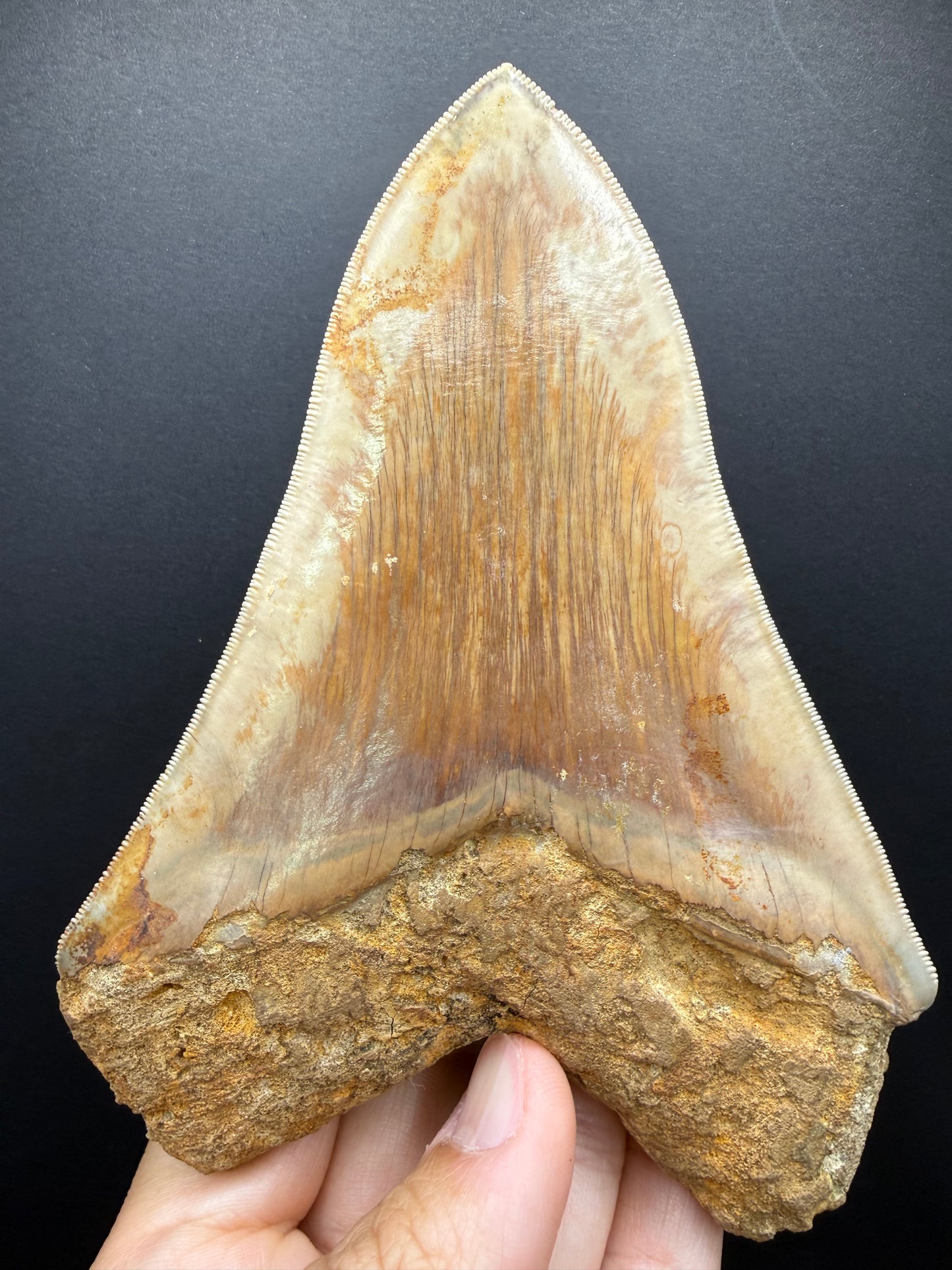 Megalodon Tooth