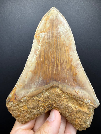 Megalodon Tooth