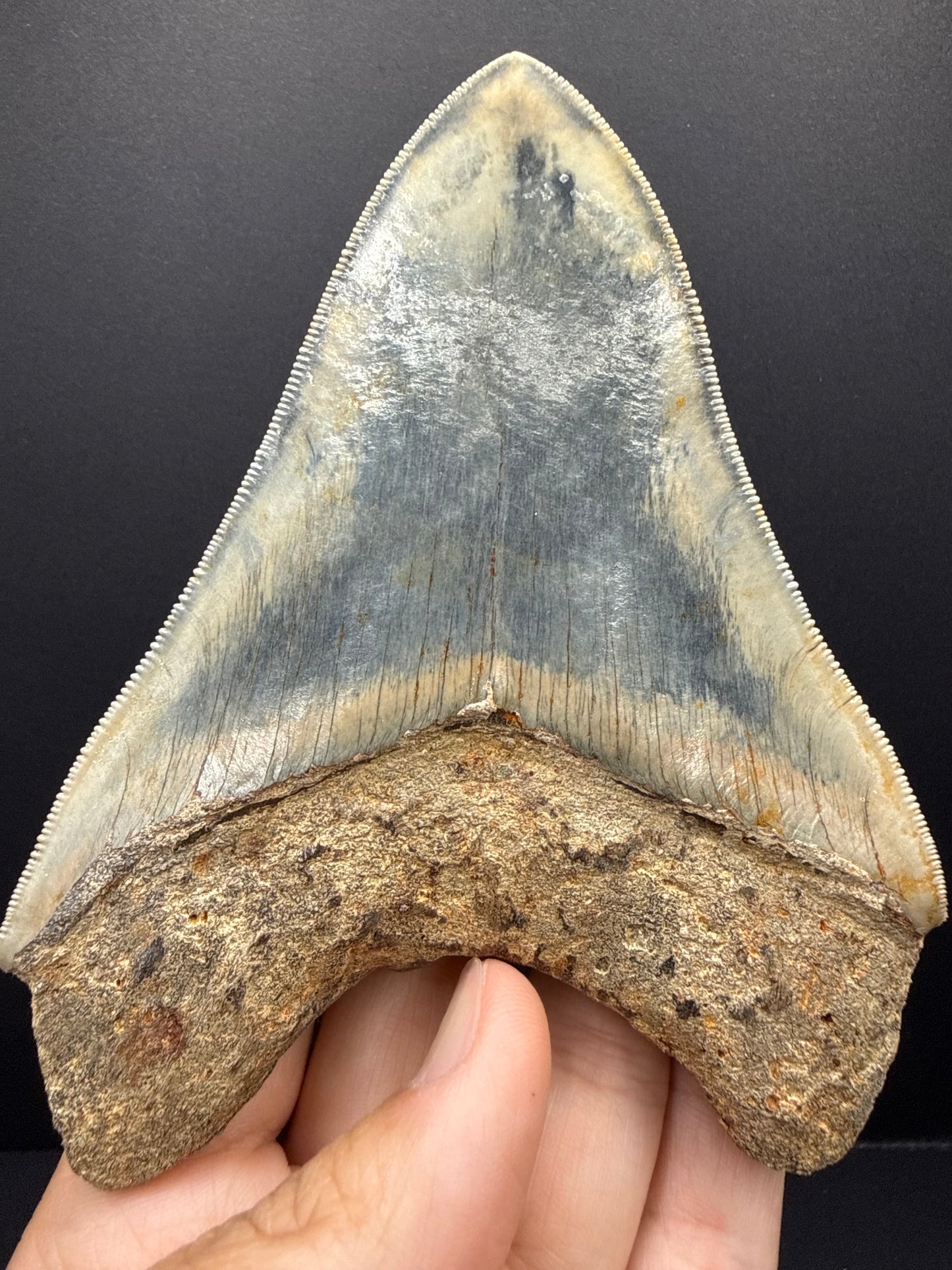 Megalodon Tooth