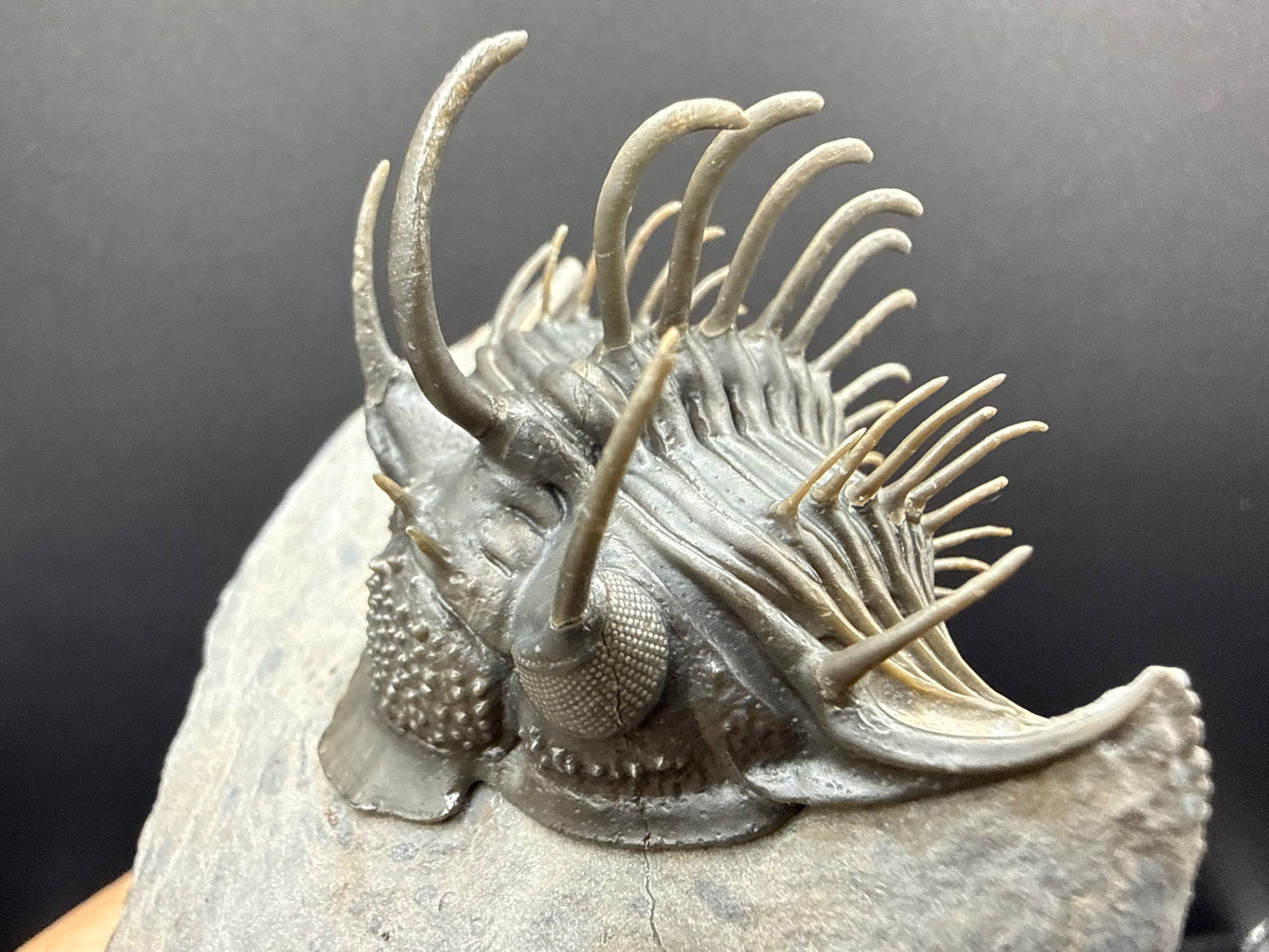 Comura Trilobite