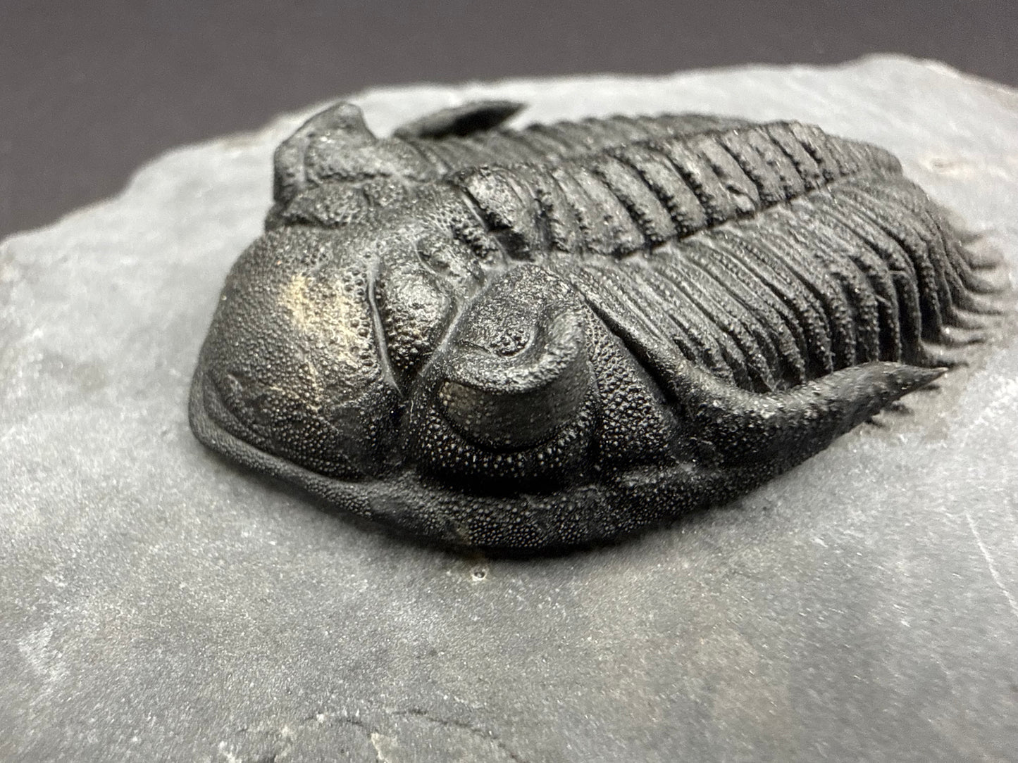 Metacanthina Trilobite