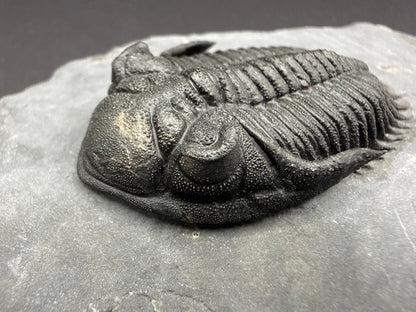 Metacanthina Trilobite