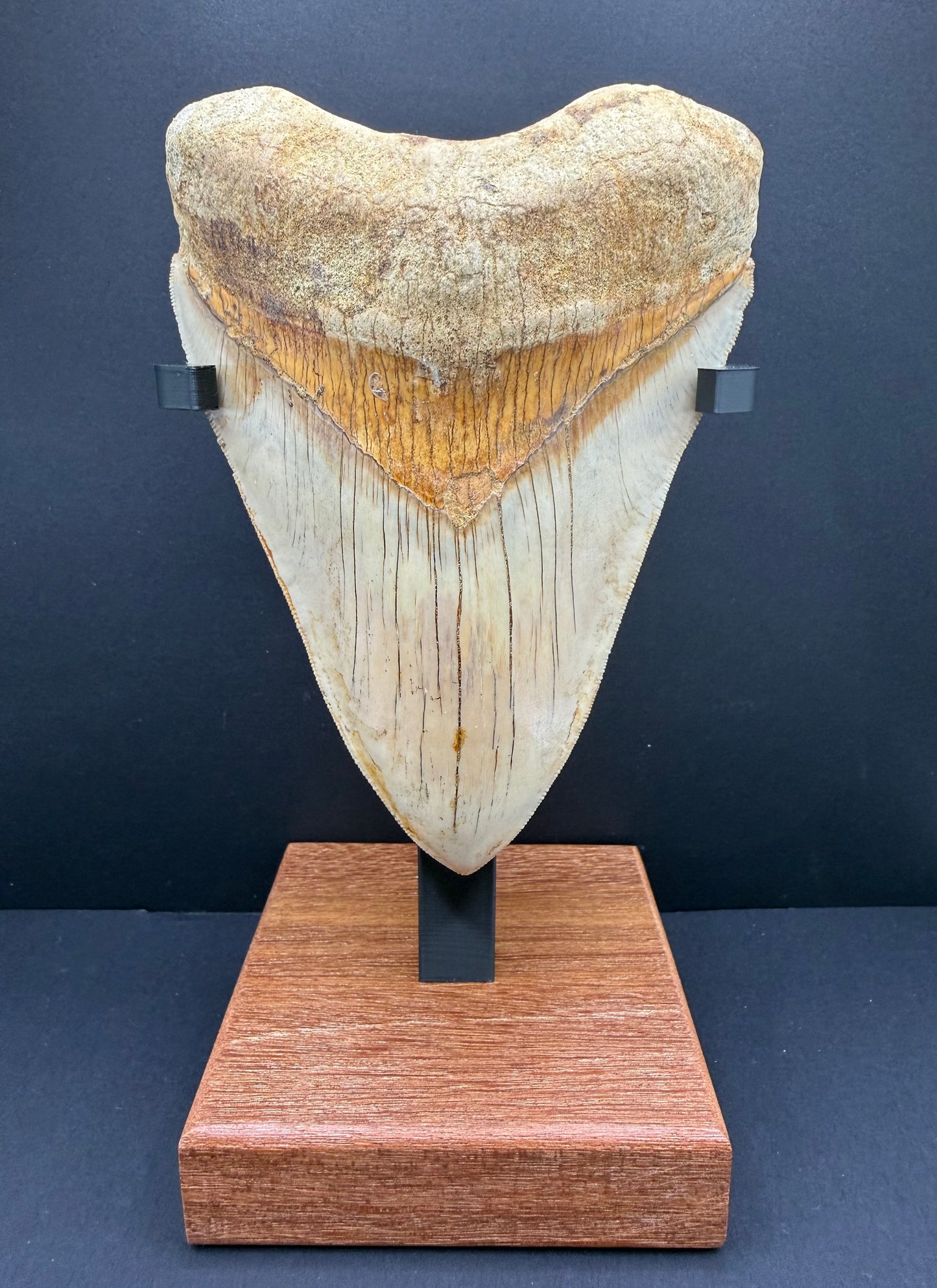 Megalodon Tooth