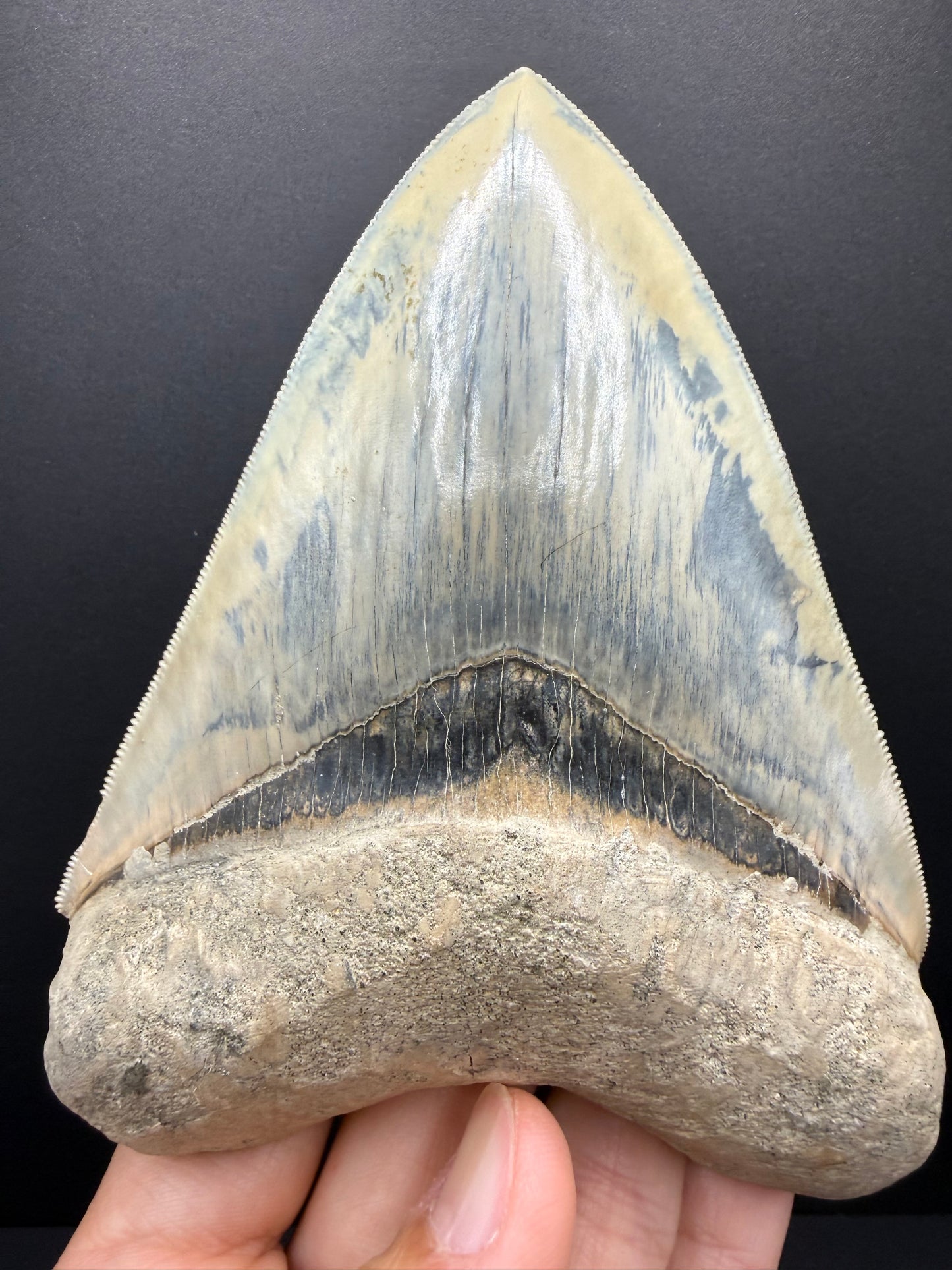 Megalodon Tooth