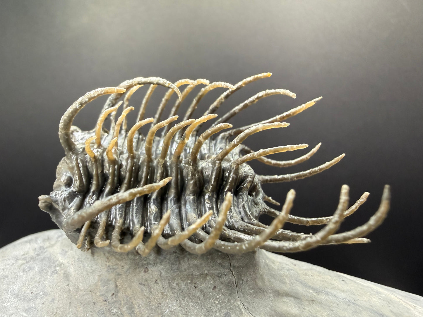 Koneprusia Trilobite