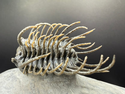 Koneprusia Trilobite