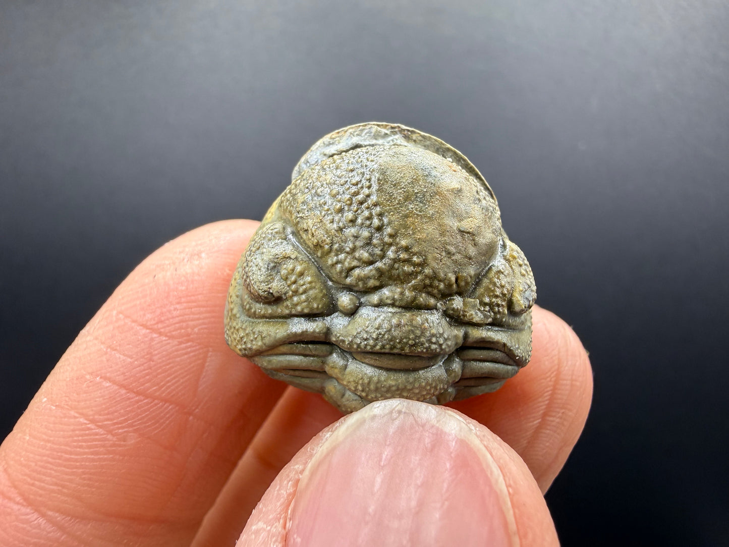 Enrolled Moroccops Trilobite