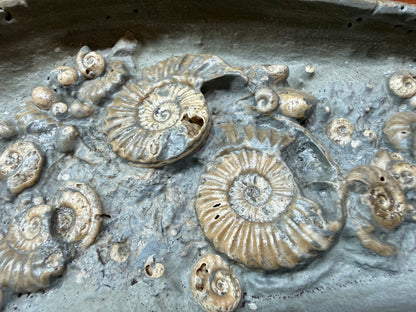 Ammonite Nodule