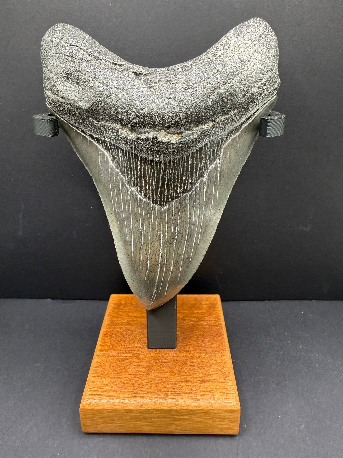 Megalodon Tooth
