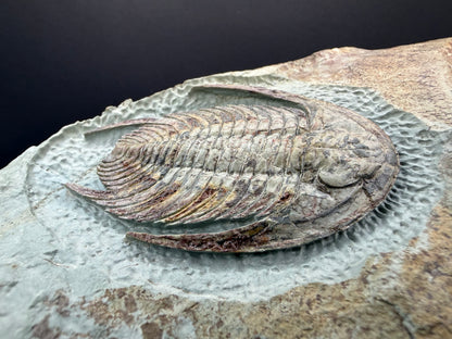 Neltneria Trilobite