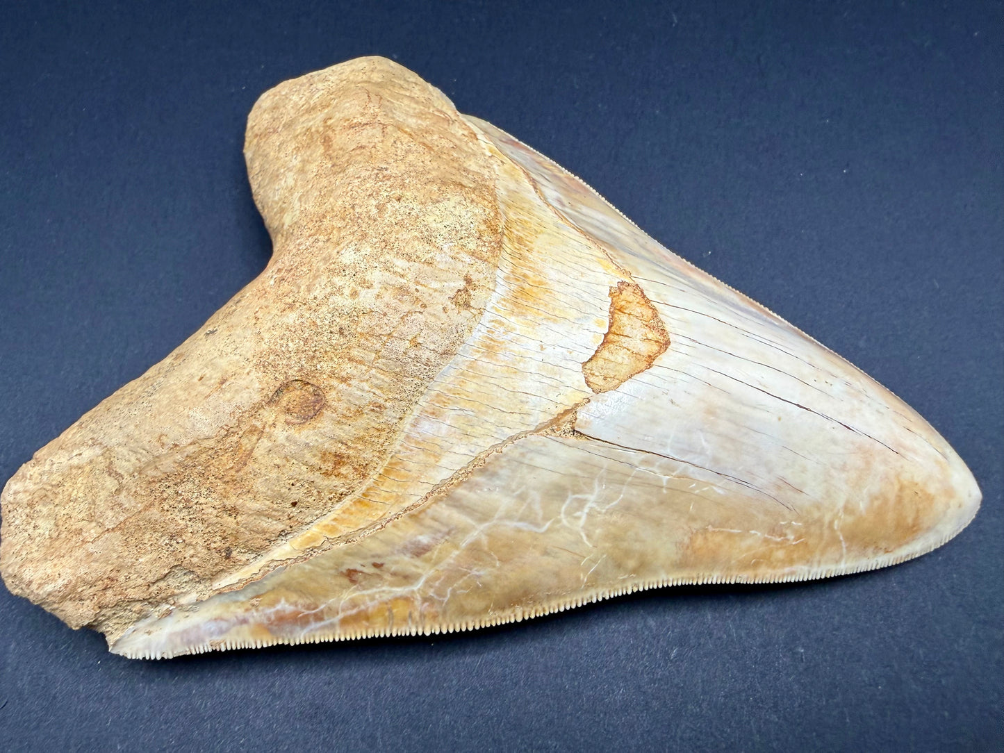 Megalodon Tooth