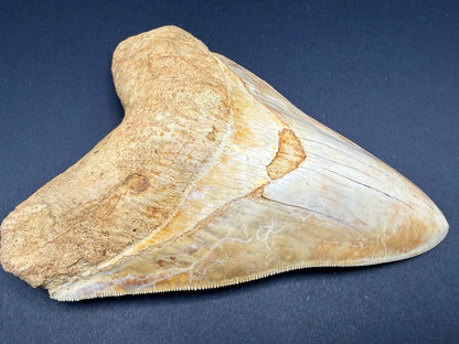 Megalodon Tooth