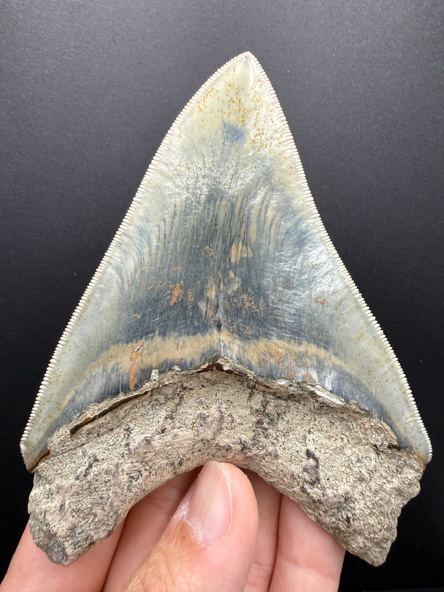 Megalodon Tooth