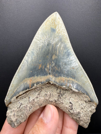 Megalodon Tooth