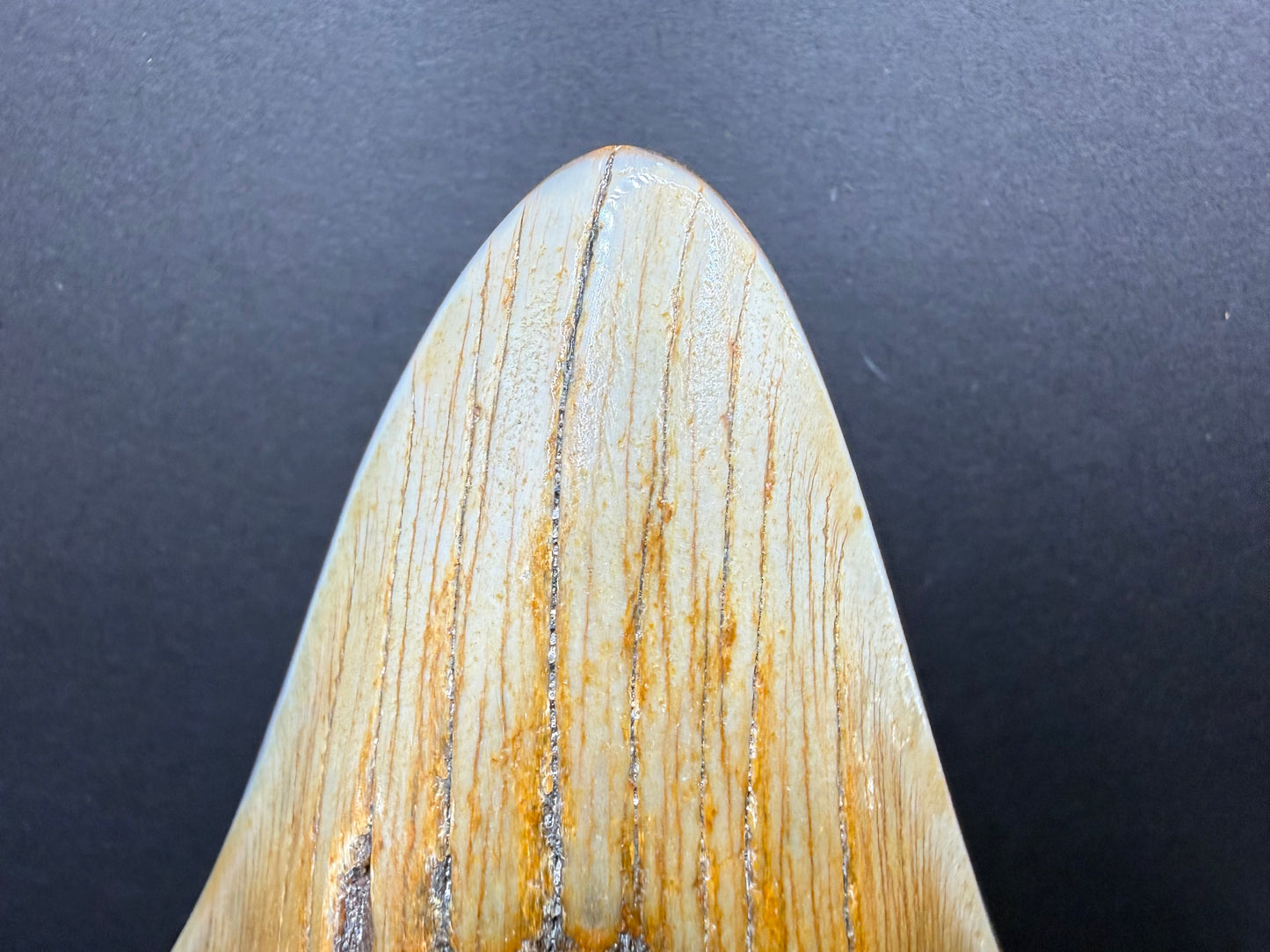 Megalodon Tooth