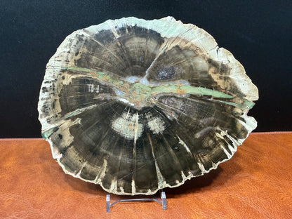 Woodworthia Petrified Wood