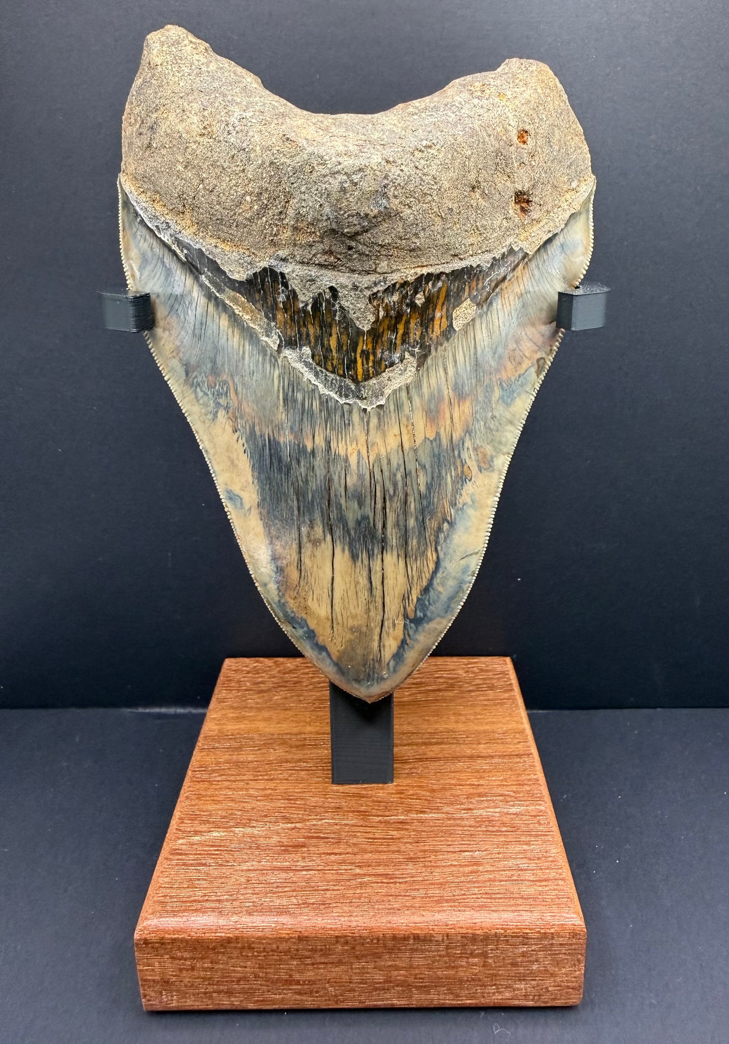 Megalodon Tooth