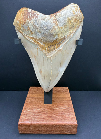 Megalodon Tooth