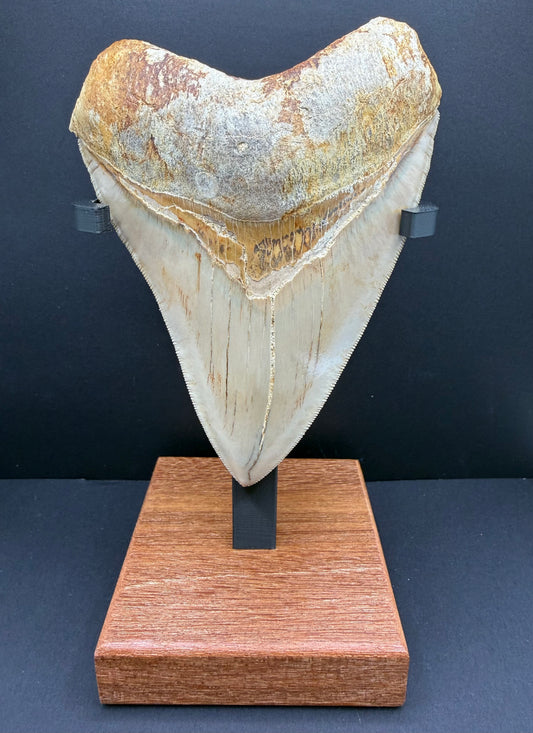 Megalodon Tooth