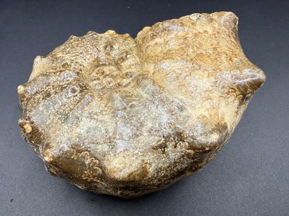 Mammites Ammonite