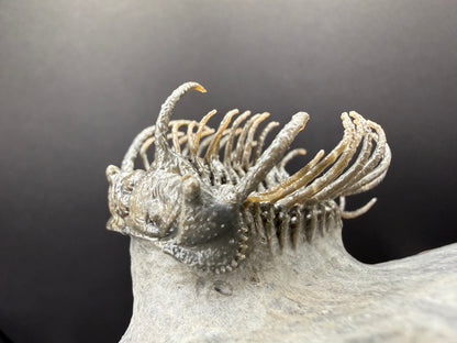 Koneprusia Trilobite