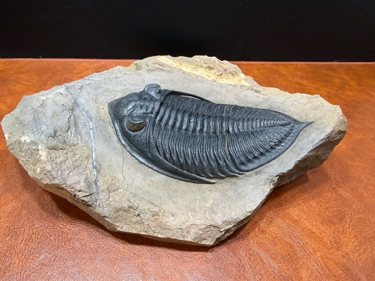 Zilchovaspis Trilobite