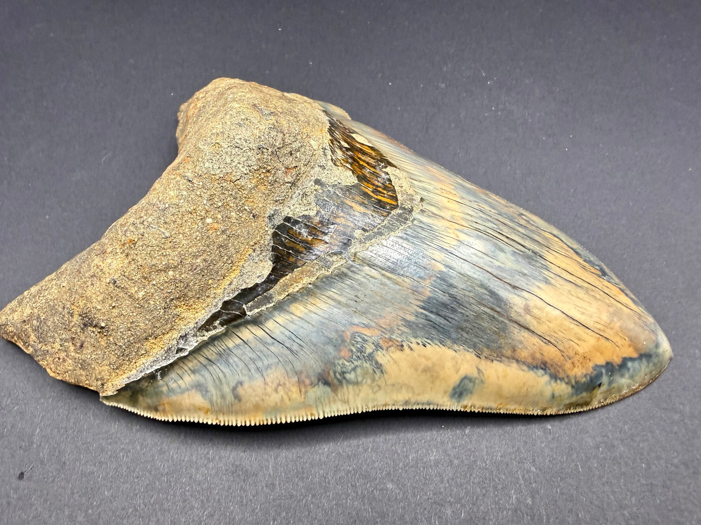 Megalodon Tooth