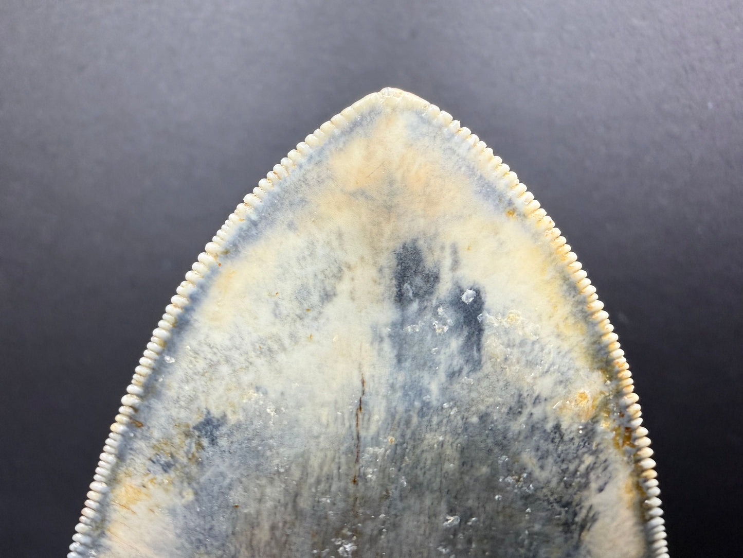 Megalodon Tooth