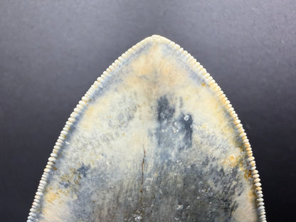 Megalodon Tooth