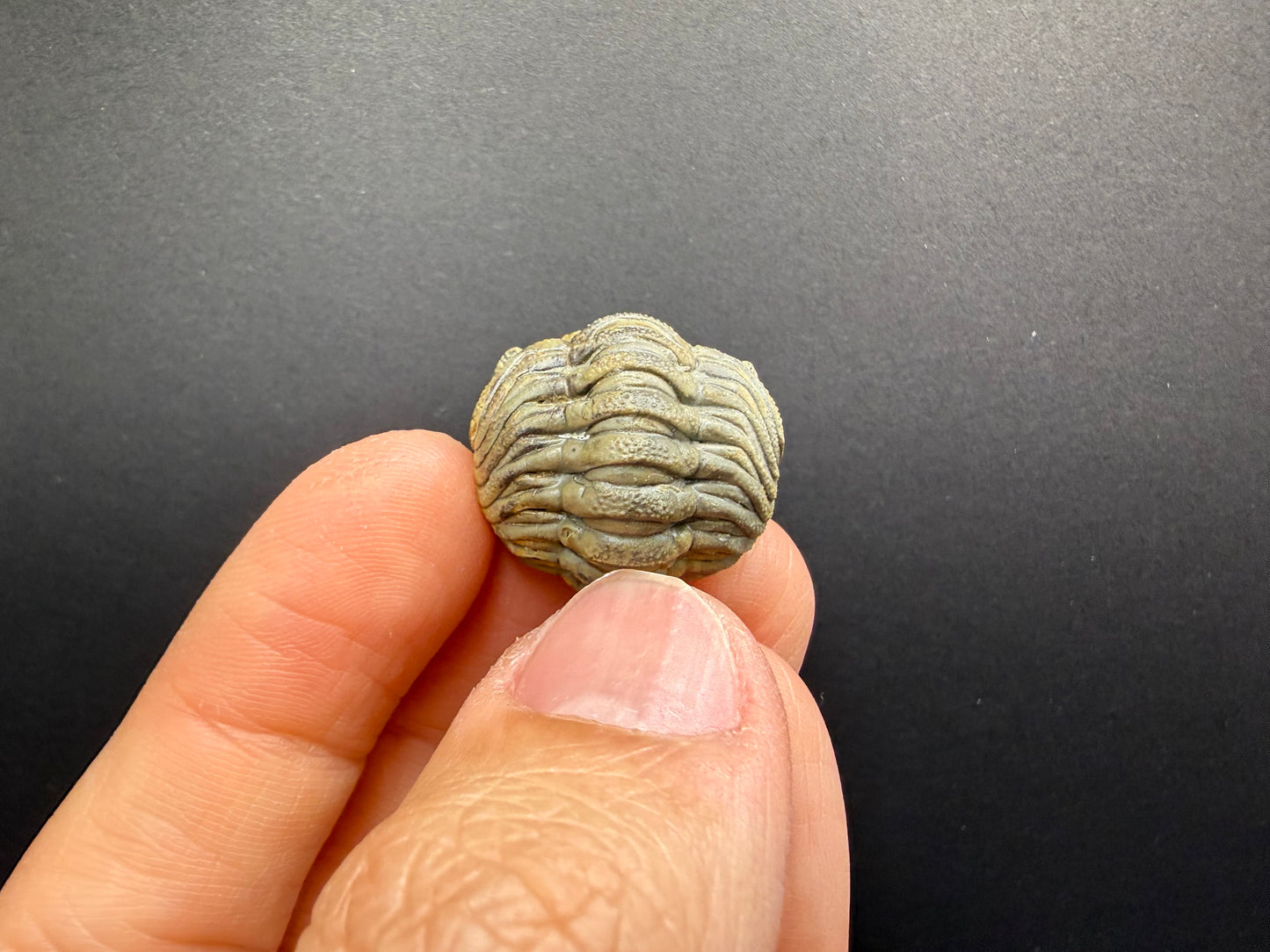 Enrolled Moroccops Trilobite