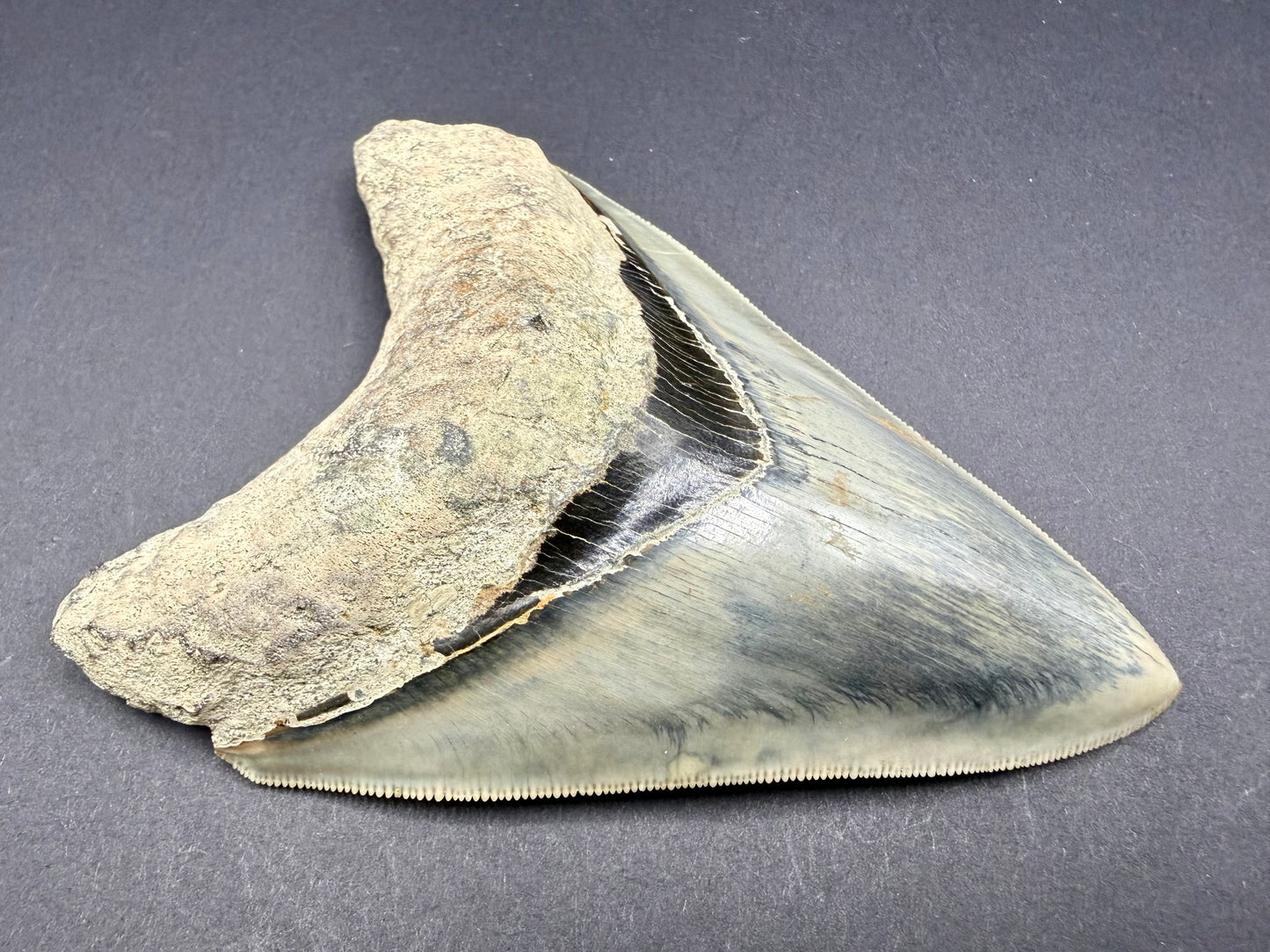 Megalodon Tooth