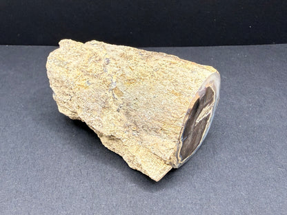Blue Forest Petrified Wood