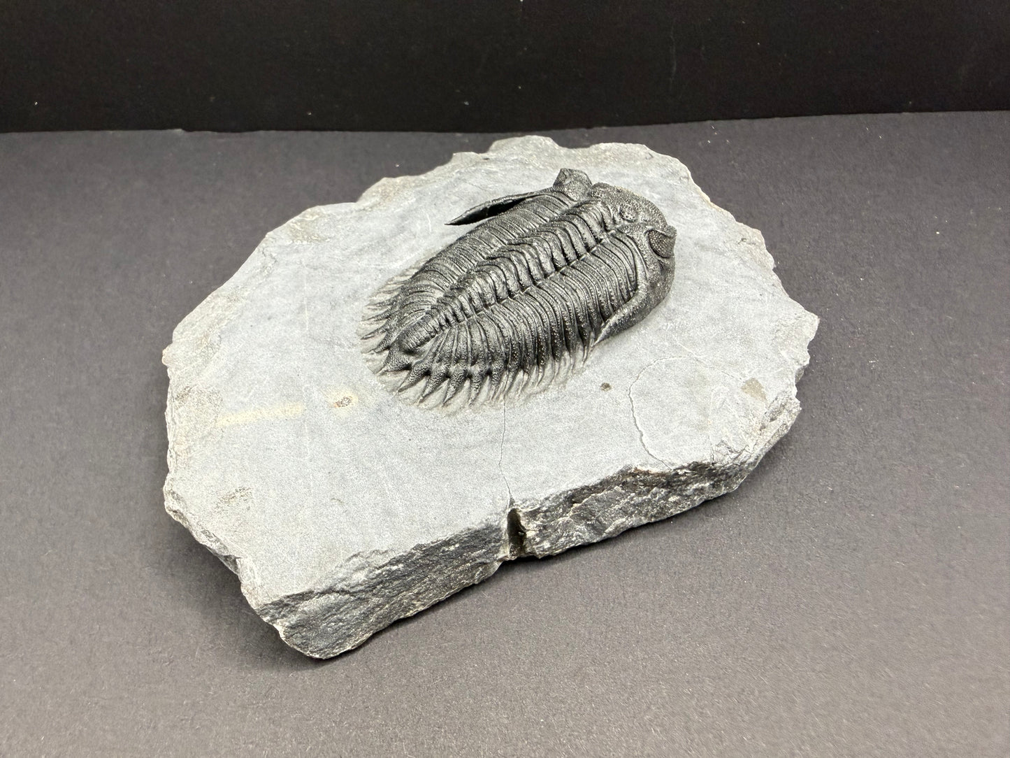 Metacanthina Trilobite