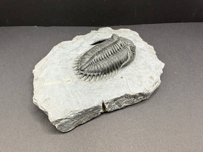 Metacanthina Trilobite