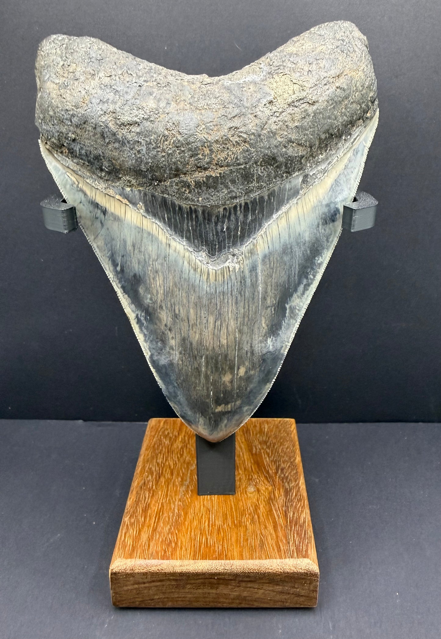 Megalodon Tooth