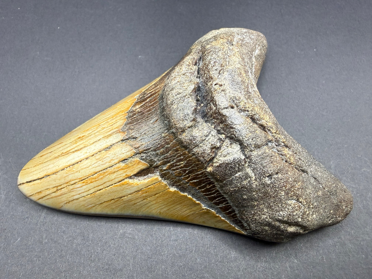 Megalodon Tooth