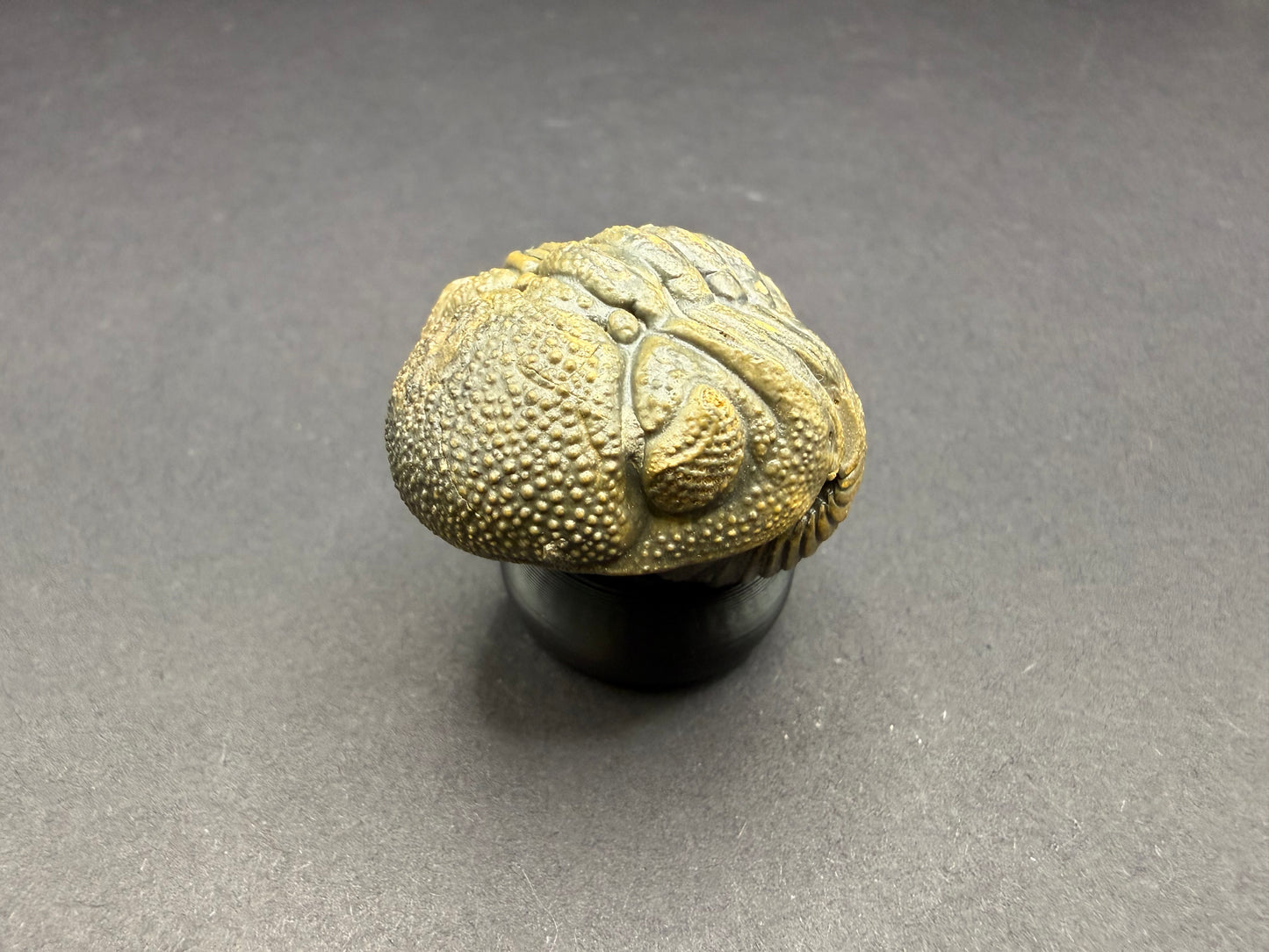 Enrolled Moroccops Trilobite