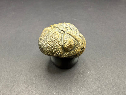 Enrolled Moroccops Trilobite