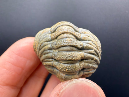 Enrolled Moroccops Trilobite