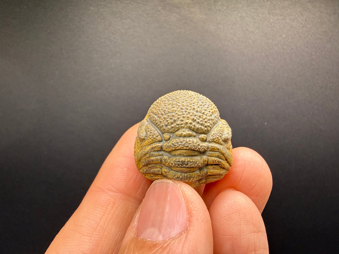 Enrolled Moroccops Trilobite